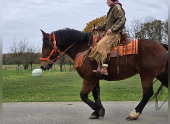 Más caballos centroeuropeos, Caballo castrado, 9 años, 162 cm, Castaño