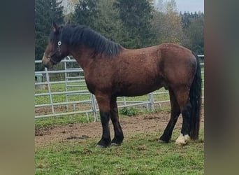 Más caballos centroeuropeos, Caballo castrado, 9 años, 162 cm, Castaño