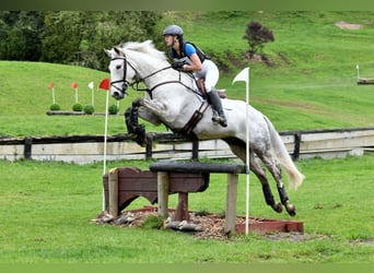 Más caballos centroeuropeos, Caballo castrado, 9 años, 163 cm, Musgo