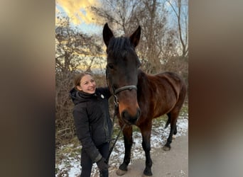 Más caballos centroeuropeos, Caballo castrado, 9 años, 164 cm