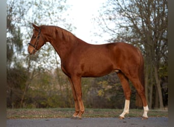 Más caballos centroeuropeos, Caballo castrado, 9 años, 165 cm, Alazán