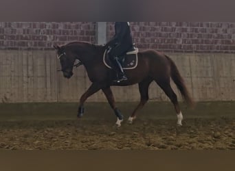 Más caballos centroeuropeos, Caballo castrado, 9 años, 165 cm, Alazán-tostado
