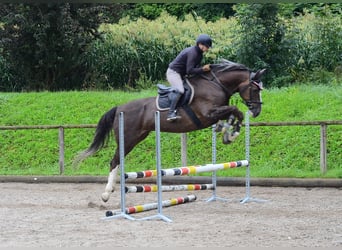Más caballos centroeuropeos, Caballo castrado, 9 años, 166 cm, Alazán