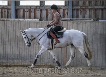 Más caballos centroeuropeos, Caballo castrado, 9 años, 166 cm, Tordo