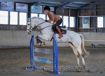 Más caballos centroeuropeos, Caballo castrado, 9 años, 166 cm, Tordo