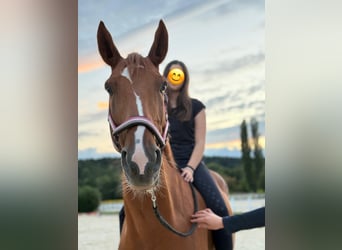 Más caballos centroeuropeos, Caballo castrado, 9 años, 168 cm, Alazán