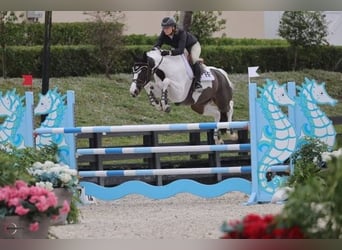 Más caballos centroeuropeos, Caballo castrado, 9 años, 168 cm, Tobiano-todas las-capas