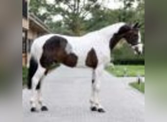 Más caballos centroeuropeos, Caballo castrado, 9 años, 168 cm, Tobiano-todas las-capas