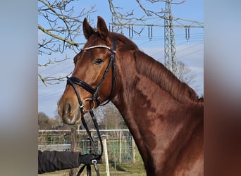 Más caballos centroeuropeos, Caballo castrado, 9 años, 170 cm, Castaño