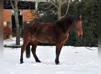 Más caballos centroeuropeos, Caballo castrado, 9 años, 170 cm, Castaño