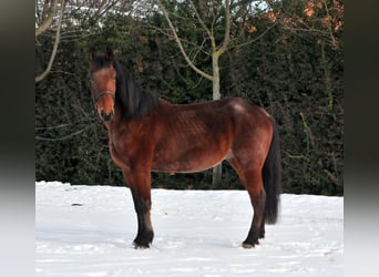 Más caballos centroeuropeos, Caballo castrado, 9 años, 170 cm, Castaño