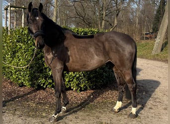 Más caballos centroeuropeos, Caballo castrado, 9 años, 170 cm, Morcillo