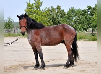Más caballos centroeuropeos, Caballo castrado, 9 años, 170 cm, Musgo marrón