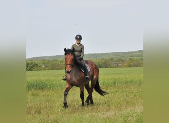 Más caballos centroeuropeos, Caballo castrado, 9 años, 170 cm, Musgo marrón