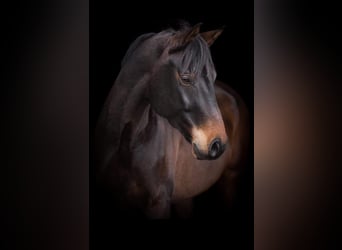 Más caballos centroeuropeos, Caballo castrado, 9 años, 171 cm, Castaño oscuro