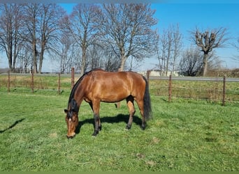 Más caballos centroeuropeos Mestizo, Caballo castrado, 9 años, 172 cm, Castaño
