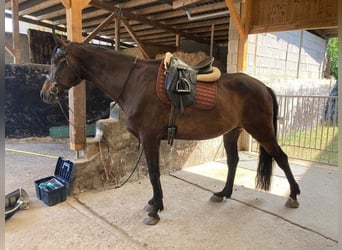 Más caballos centroeuropeos, Caballo castrado, 9 años, 172 cm, Castaño oscuro