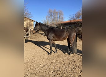 Más caballos centroeuropeos, Caballo castrado, 9 años, 172 cm, Castaño oscuro