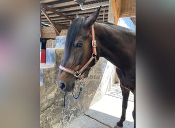 Más caballos centroeuropeos, Caballo castrado, 9 años, 172 cm, Castaño oscuro