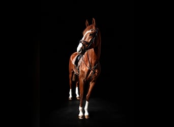 Más caballos centroeuropeos, Desconocido, 3 años, 170 cm