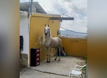 Más caballos centroeuropeos, Semental, 10 años, 162 cm, Tordo picazo