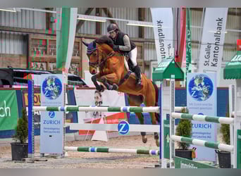 Más caballos centroeuropeos, Semental, 14 años, 167 cm, Castaño