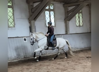 Más caballos centroeuropeos, Semental, 14 años, 167 cm, Tordo
