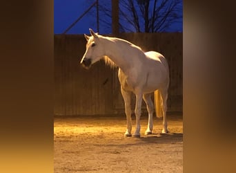 Más caballos centroeuropeos, Semental, 14 años, 168 cm, Tordo