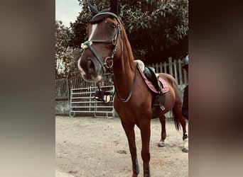 Más caballos centroeuropeos, Semental, 17 años, Alazán