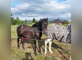 Más caballos centroeuropeos, Semental, 1 año, 155 cm, Musgo