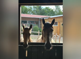 Más caballos centroeuropeos, Semental, 1 año, 163 cm, Bayo