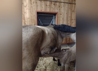 Más caballos centroeuropeos, Semental, 1 año, 163 cm, Bayo