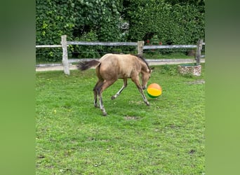 Más caballos centroeuropeos, Semental, 1 año, 163 cm, Bayo