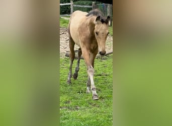 Más caballos centroeuropeos, Semental, 1 año, 163 cm, Bayo