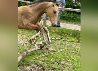 Más caballos centroeuropeos, Semental, 1 año, 163 cm, Bayo