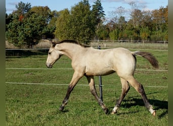 Más caballos centroeuropeos, Semental, 1 año, 167 cm, Buckskin/Bayo