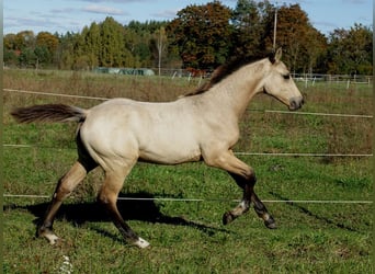 Más caballos centroeuropeos, Semental, 1 año, 167 cm, Buckskin/Bayo