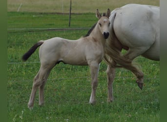 Más caballos centroeuropeos, Semental, 1 año, 167 cm, Buckskin/Bayo