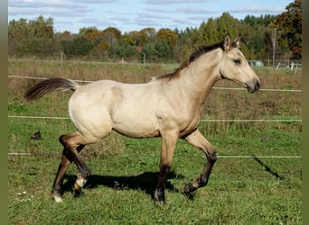 Más caballos centroeuropeos, Semental, 1 año, 167 cm, Buckskin/Bayo