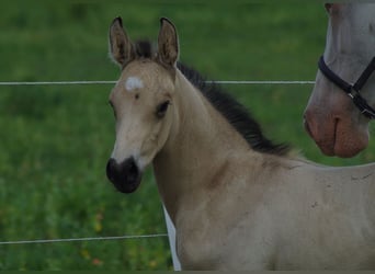 Más caballos centroeuropeos, Semental, 1 año, 167 cm, Buckskin/Bayo