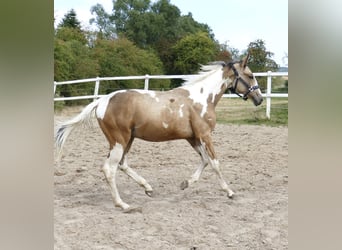 Más caballos centroeuropeos, Semental, 1 año, 168 cm, Pío