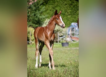 Más caballos centroeuropeos, Semental, 1 año, Alazán