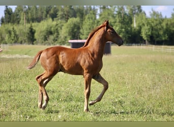 Más caballos centroeuropeos, Semental, 1 año, Alazán