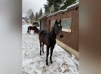 Más caballos centroeuropeos, Semental, 1 año, Castaño oscuro