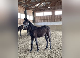 Más caballos centroeuropeos, Semental, 1 año, Castaño oscuro