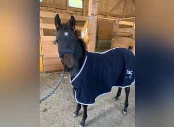 Más caballos centroeuropeos, Semental, 1 año, Castaño oscuro