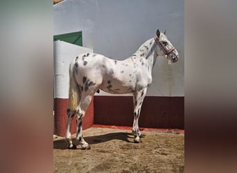 Más caballos centroeuropeos, Semental, 2 años, 155 cm, Atigrado/Moteado