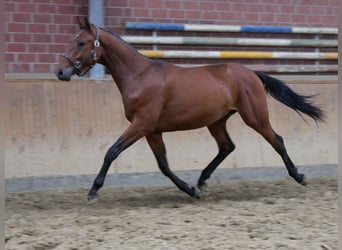 Más caballos centroeuropeos, Semental, 2 años, 155 cm