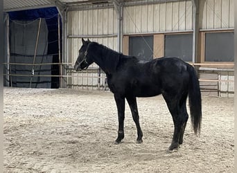 Más caballos centroeuropeos, Semental, 2 años, 155 cm, Tordo