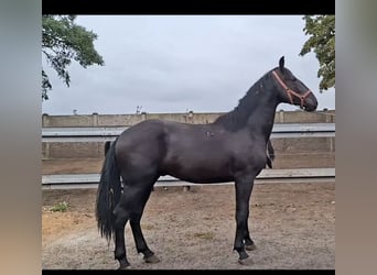 Más caballos centroeuropeos, Semental, 2 años, 160 cm, Negro